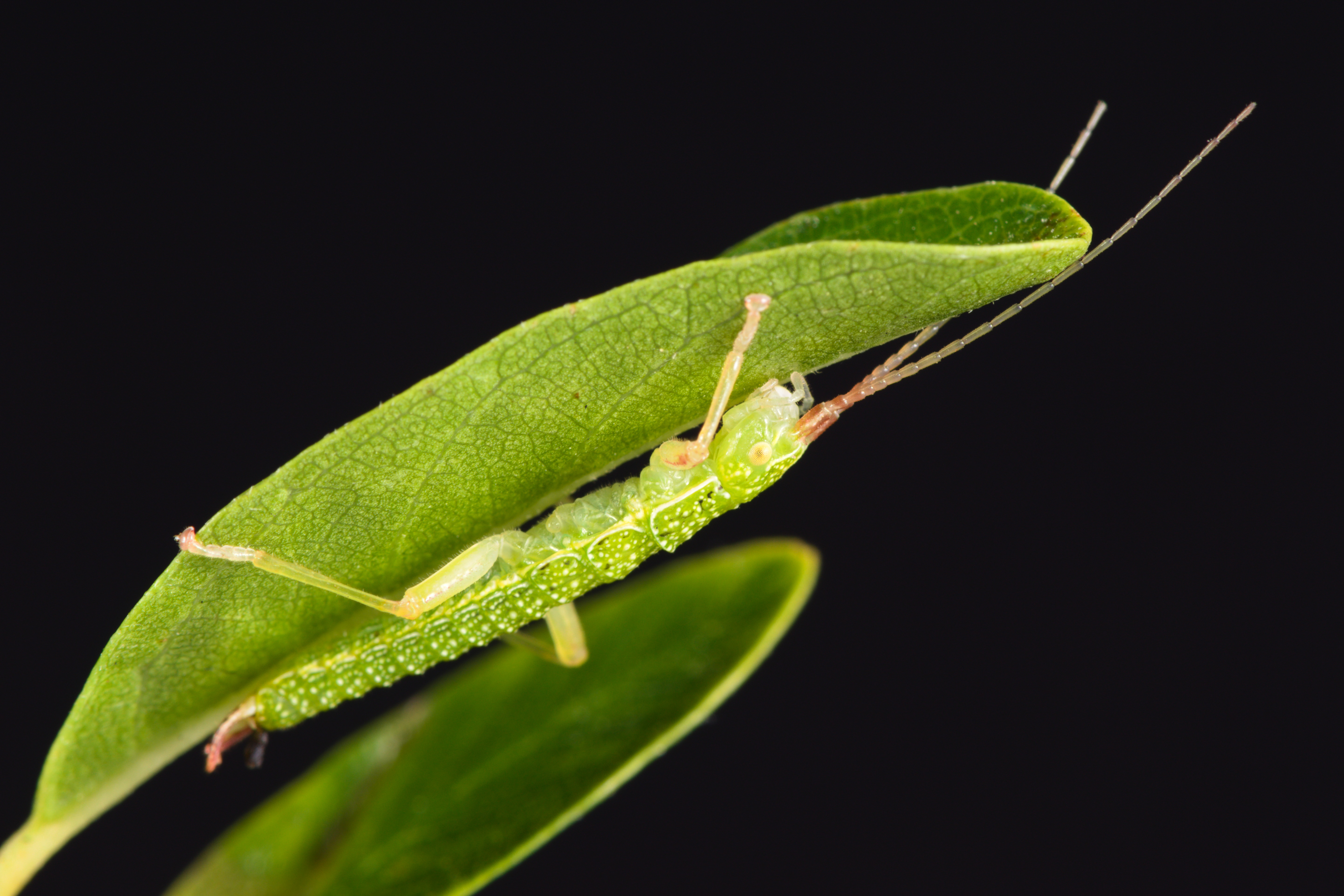 46800279895_ace44c2dcf_o